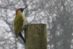 Abundant bird life - a green woodpecker.