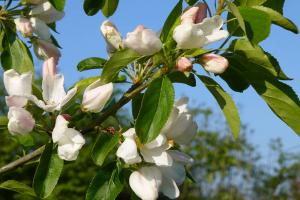 Apple blossom in the orchard.