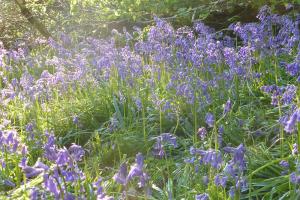 Springtime bluebells in the wood.