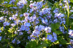 Forget-me-nots everywhere.
