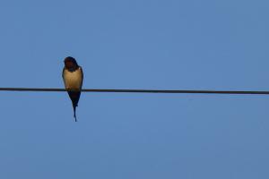 One of our regular summer visitors.